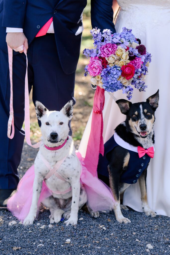 Cute dogs on their parents' wedding day